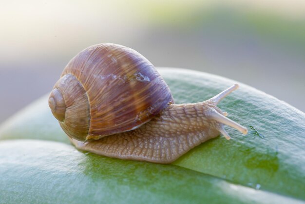 Um caracol em uma folha verde