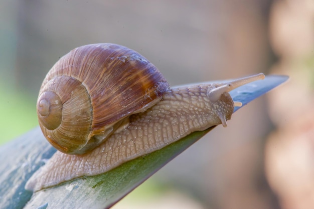 Um caracol em uma folha