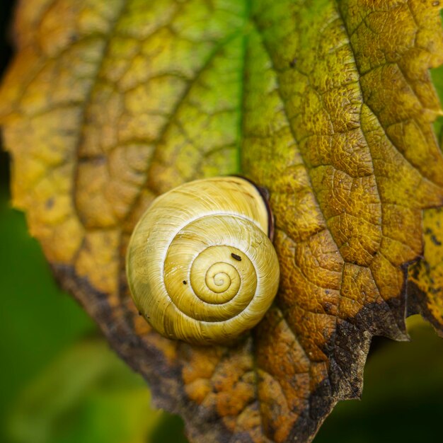 Foto um caracol está em uma folha com uma folha verde