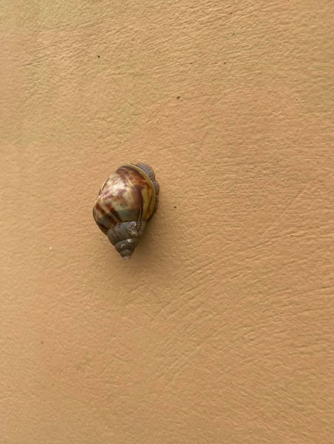 Um caracol está em uma parede bege com a palavra caracol nele.