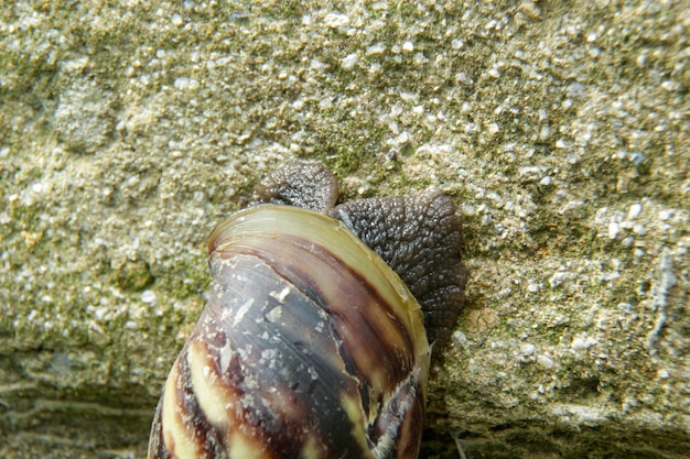 Foto um caracol está rastejando em uma rocha e tem uma mancha branca em sua concha.