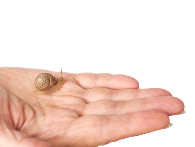 Foto um caracol está rastejando na palma da mão de uma mulher. produto cosmético feito de muco de caracol mucina. rejuvenescimento. isolado.
