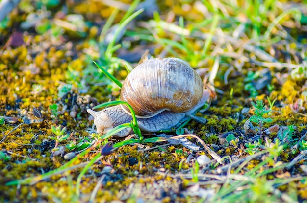 Um caracol grande rasteja lentamente ao longo da grama