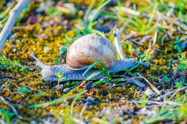 Foto um caracol grande rasteja lentamente ao longo da grama