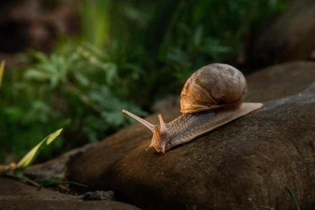 Um caracol na floresta após a chuva Family Vacation Walk Weekend