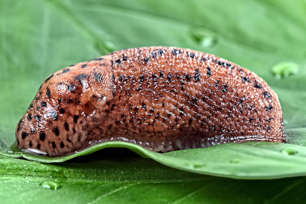 Foto um caracol nas folhas