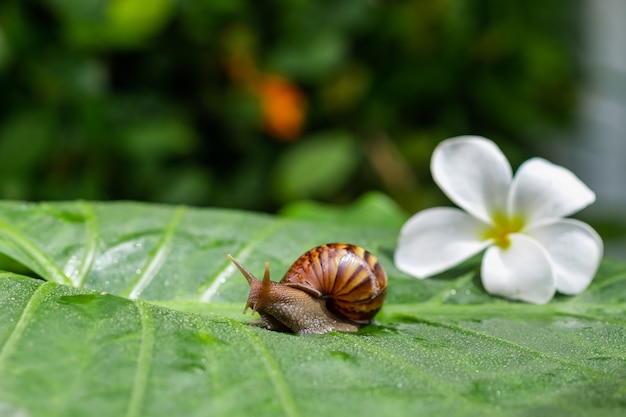 Um caracol pequeno de Achatina que rasteja em uma folha verde com gotas de água com uma flor branca bonita da magnólia no meio de um jardim verde. Conceito de cosmetologia