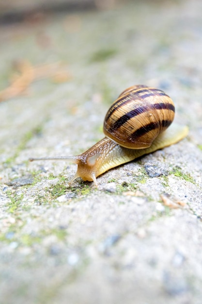 Um caracol rasteja em um close up de pedra cinza