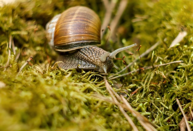 Um caracol rasteja no musgo da floresta em um dia ensolarado de verão, região de Moscou, Rússia