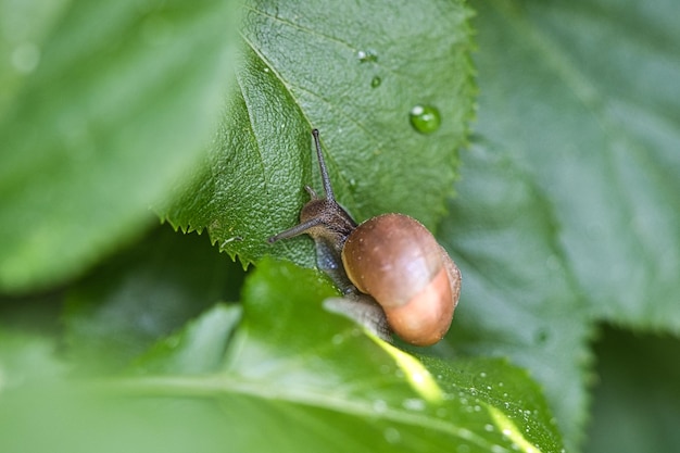 Um caracol rastejando em uma planta Lentamente ele rasteja para frente