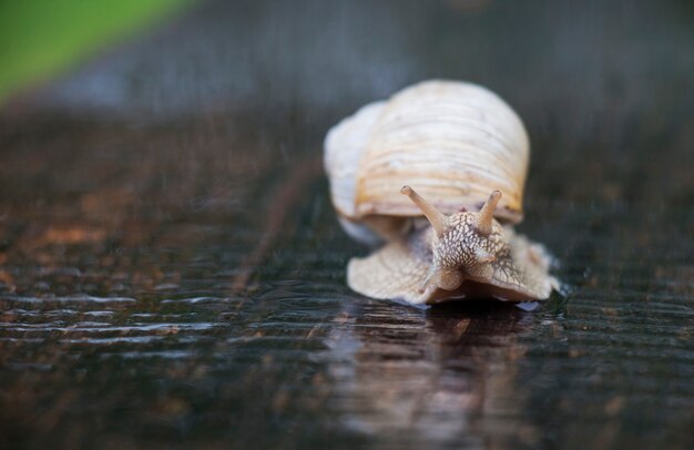 Um caracol trepadeira rasteja em uma estrada na chuva