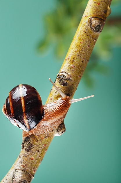 Um caracol uva rasteja ao longo de um galho no contexto de uma planta e um fundo verde. Espaço livre