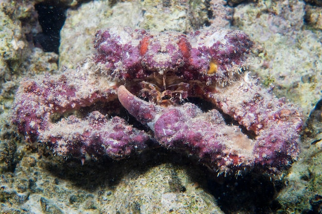 Um caranguejo em Cebu Filipinas