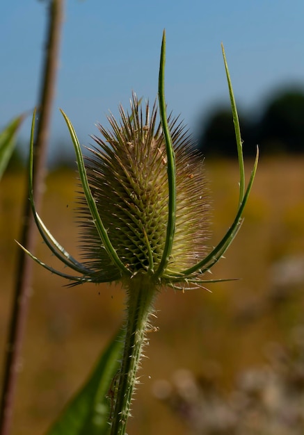 Um cardo solitário contra um campo de milho