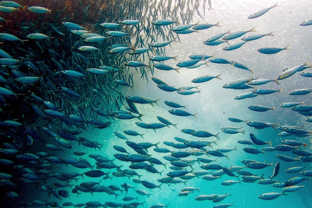 Um cardume de peixes a nadar no mar