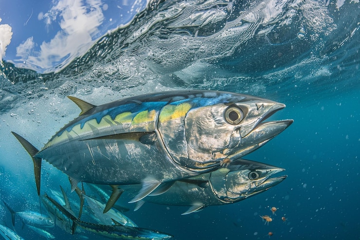 Foto um cardume de peixes bonitos elegantes a caçar presas menores.