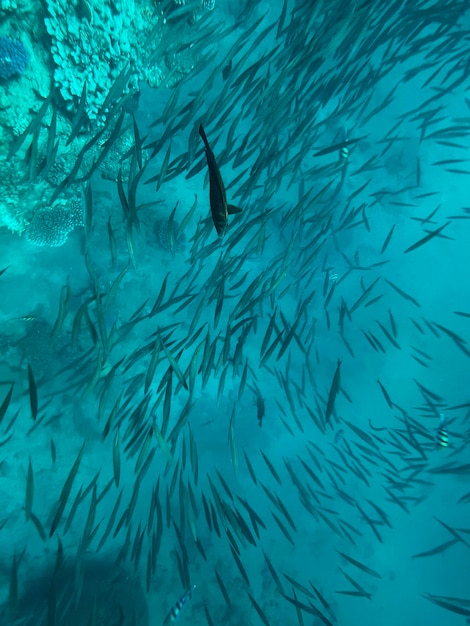 Um cardume de peixes na água