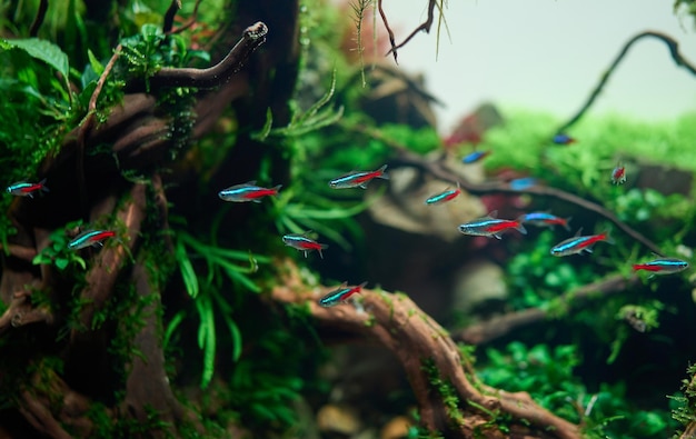 Um cardume de peixes tetra de néon azul dentro de uma bela paisagem aquática de água doce com plantas de aquário vivas