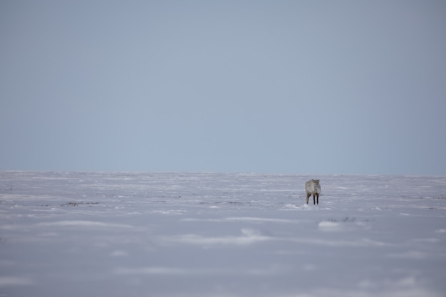 Um caribu terrestre árido encontrado na neve da primavera