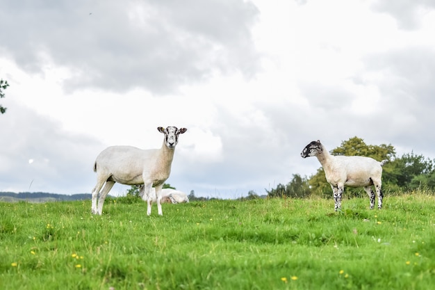 Foto um carneiro está olhando a câmera quando comer a grama no campo com amigo.