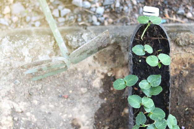 Foto um carrinho de mão de metal com uma planta e um carrinho de mão de metal com uma planta verde ao fundo.