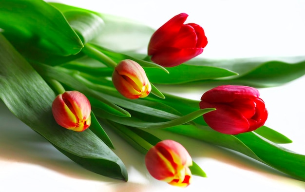 Um cartão de saudação floresce tulipas em um fundo branco
