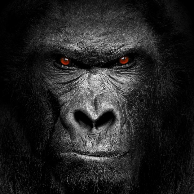Um cartaz para o filme gorila gorila.