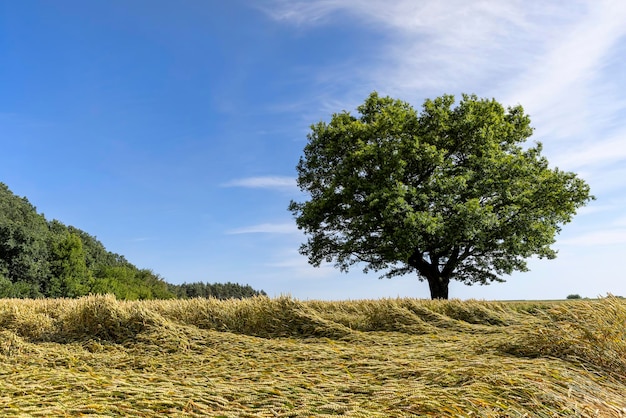 Um carvalho com folhagem verde em um campo com trigo amarelo