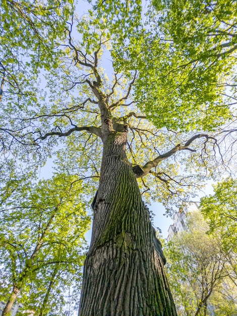 Um carvalho velho no parque em abril, vista de baixo para cima