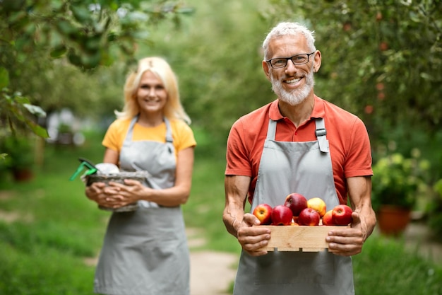 Um casal de agricultores maduros felizes a caminhar no pomar com uma caixa cheia de maçãs.