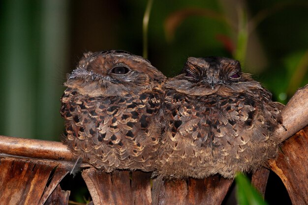 Foto um casal de caprimulgus madagascariensis de madagáscar em cima de um galho