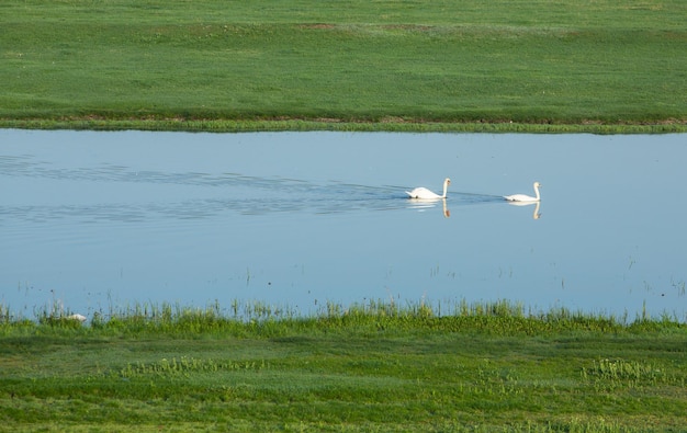 Um casal de cisnes está nadando em uma lagoa.