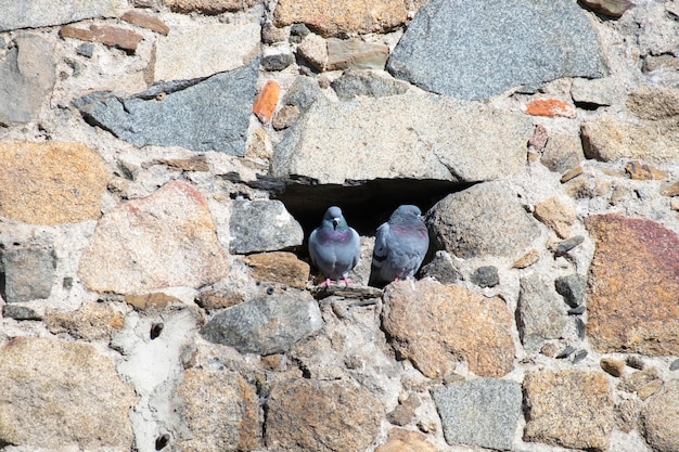 Um casal de pombos cinzentos em um buraco na parede de pedra