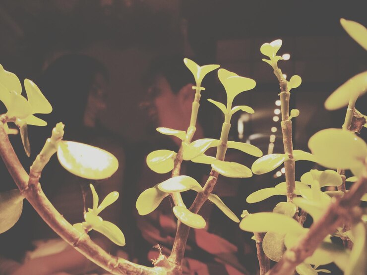 Foto um casal sorridente relaxando em assentos na frente da planta