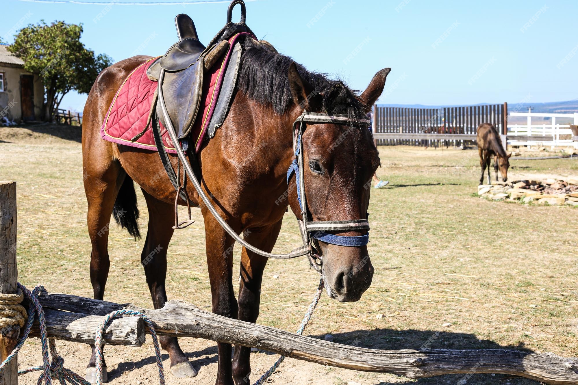 Capataz é multado por deixar cavalo morrer amarrado em poste de madeira -  Meio Ambiente - Campo Grande News