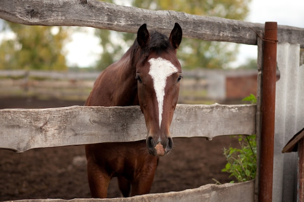 Um cavalo atrás de uma velha cerca de madeira em uma fazenda de cavalos