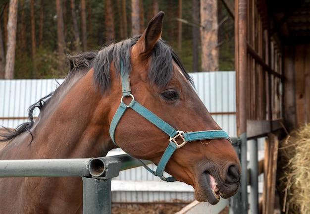 Um cavalo baio em um piquete em uma fazenda de cavalos hobby animals