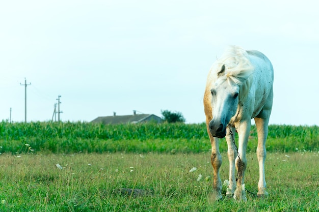 Um cavalo branco em um pasto come grama verde Um cavalo caminha em um prado verde durante o pôr do sol Fazenda de gado carne e produção de leite