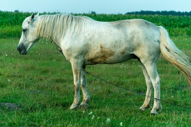 Um cavalo branco em um pasto come grama verde Um cavalo caminha em um prado verde durante o pôr do sol Fazenda de gado carne e produção de leite