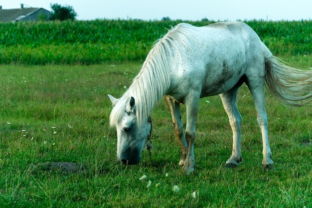 Um cavalo branco em um pasto come grama verde Um cavalo caminha em um prado verde durante o pôr do sol Fazenda de gado carne e produção de leite