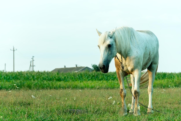 Um cavalo branco em um pasto come grama verde Um cavalo caminha em um prado verde durante o pôr do sol Fazenda de gado carne e produção de leite