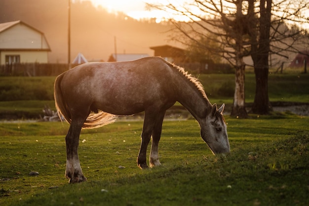 Um cavalo branco pastando no pôr do sol de verão