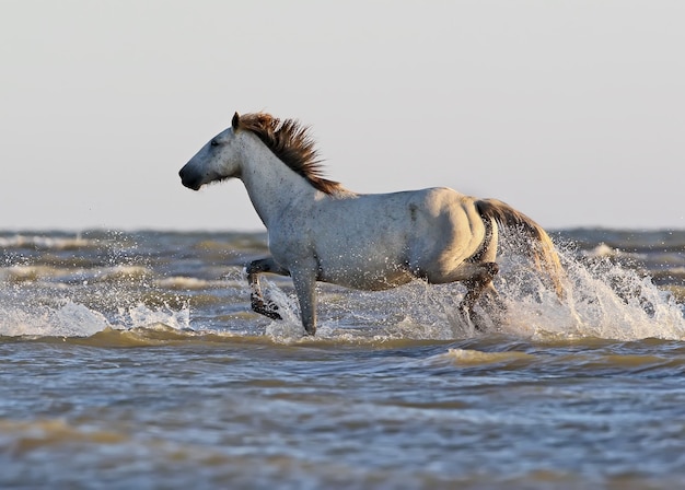 Um cavalo branco selvagem está em um banco de areia na costa do mar negro