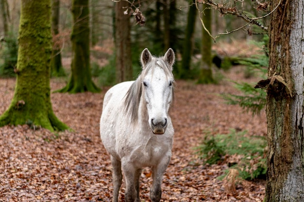Um cavalo branco selvagem na floresta cercado por árvores musgosas verdes e folhas marrons olhando para a lente da câmera