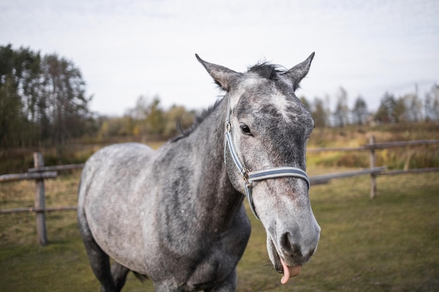 Um cavalo cinza caminha em um aviário ao longo da cerca Animal pendurando a língua