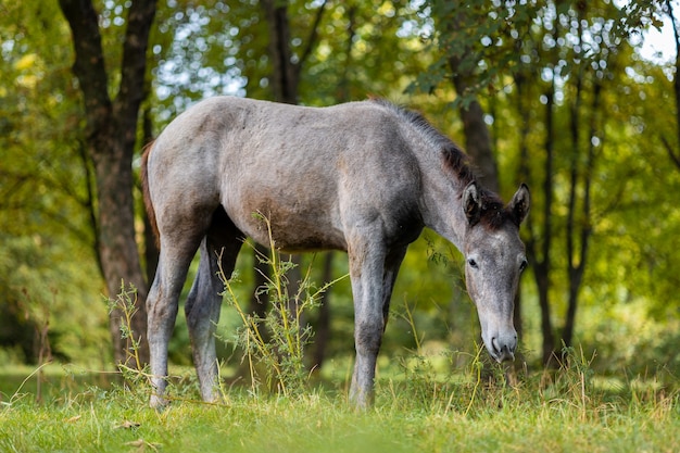 Um cavalo cinza come grama em um pasto