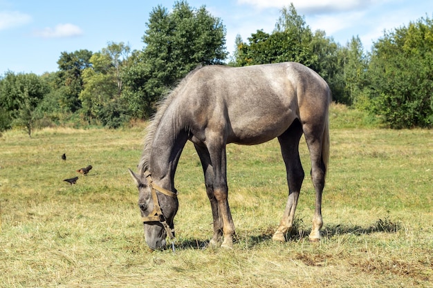 Um cavalo come grama em um campo um cavalo em um pasto um cavalo pasta em um campo gramado