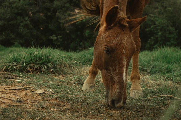 Foto um cavalo comendo grama em um campo