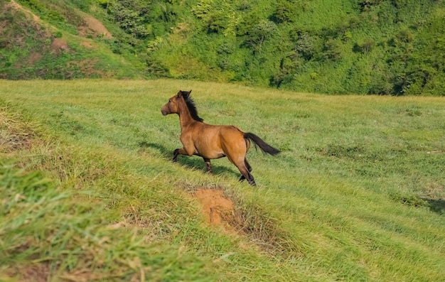Um cavalo comendo grama na colina, Um pequeno cavalo comendo grama no campo verde, conceito cavalo comendo grama