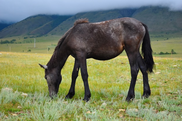 Um cavalo entra no campo nas montanhas com nuvens.